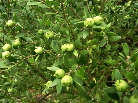 Buxus latistyla